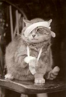 kitty-injured-with-sling-and-bandage-1-d13.jpg